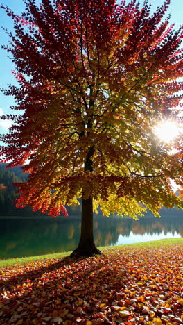 vibrant autumn tree by a tranquil lake