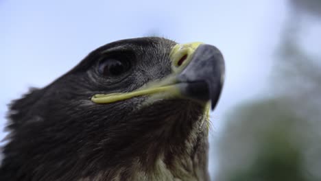 eagle, hawk close up with a honorable face of american flag