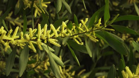 4k de cerca en una rama de flor de una acacia longifolia comúnmente conocida como acacia cetrina temblando en el viento