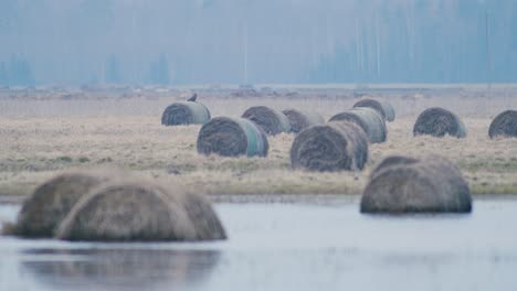 Common-buzzard-sitting-on-hay-roll-in-flooded-wetlands-in-foggy-spring-morning