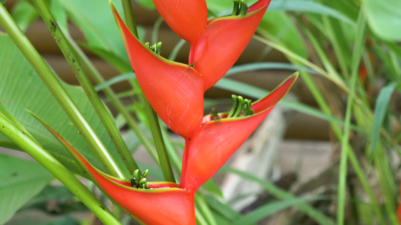 열대 환경 녹색 단풍에 붉은 heliconia rostrata 꽃