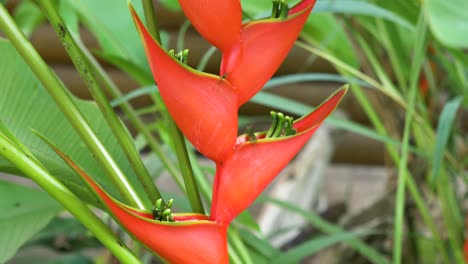 紅色heliconia rostrata花在熱帶環境下綠色樹葉