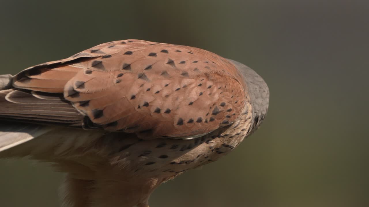 Männlicher Turmfalke reißt ein Stück rotes Fleisch von der Beute ab