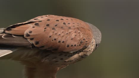 male common kestrel falcon tearing off piece of red meat from prey