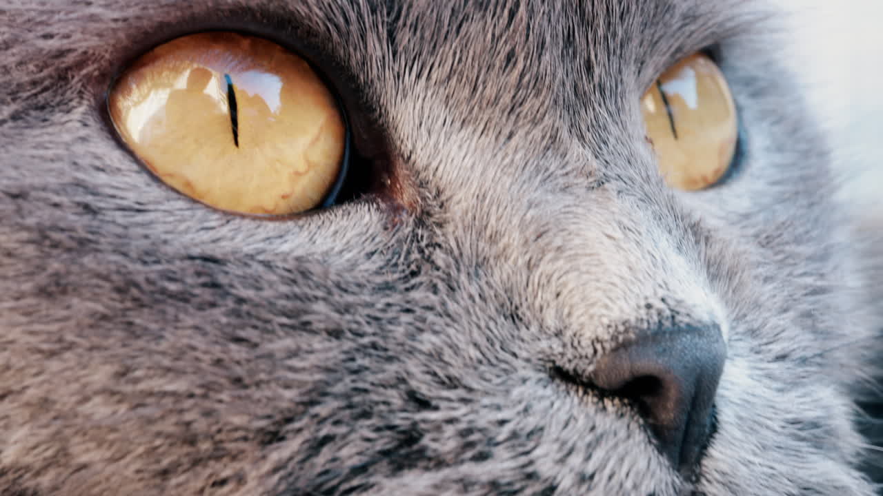 Close up of a grey British Shorthair cat's golden eyes with detailed fur and sharp reflection in the iris