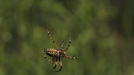 spider on its web