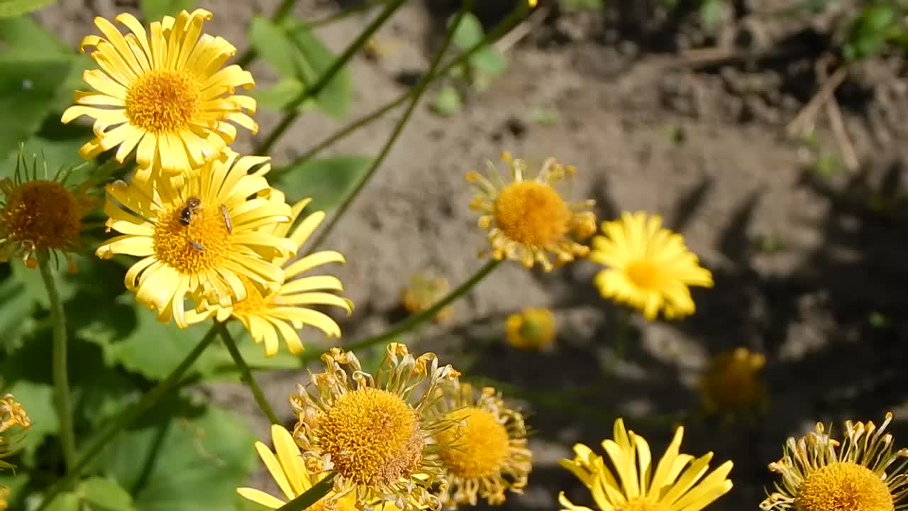 Flowers and landscaping garden design