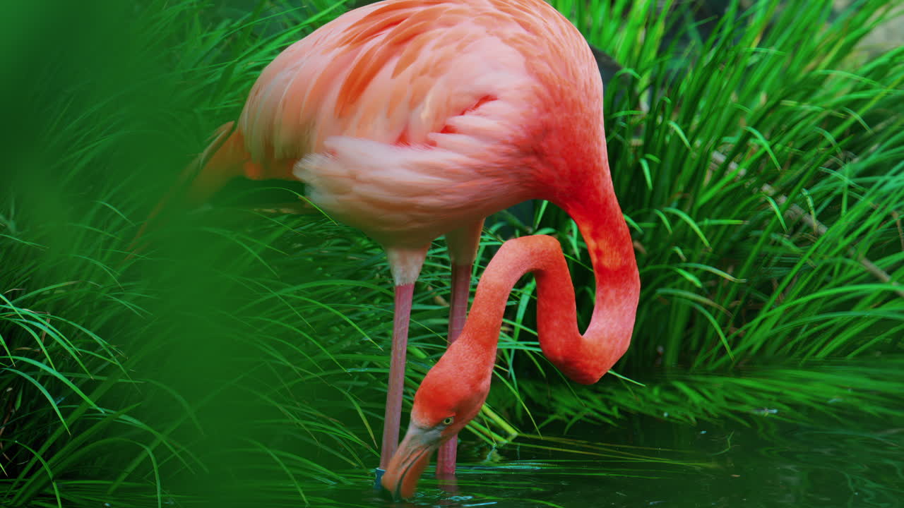 Close up of a beautiful, pink flamingo standing in water at a zoo