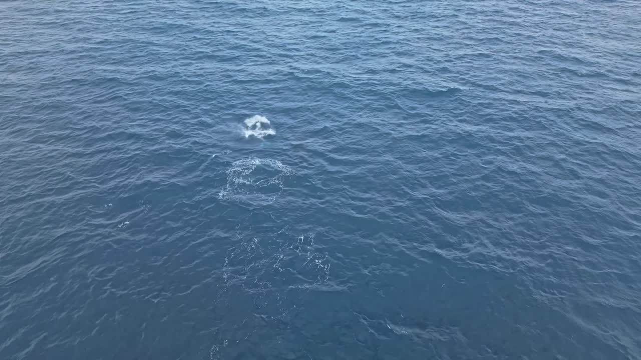 Humpback calf performs two barrel roll breaches followed by a full breach, showcasing playful independent behaviour in open ocean waters