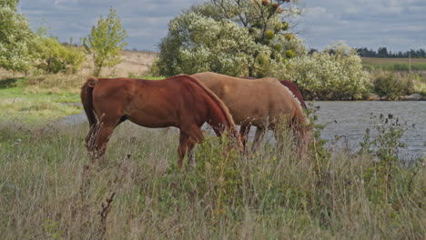 horses grazing in the field