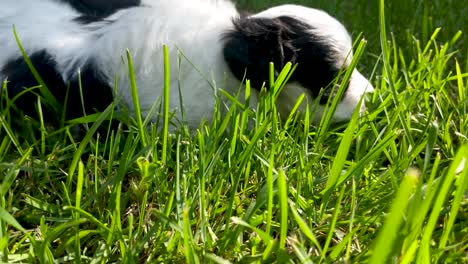 Slow-pan-up-of-Maltese-Miniature-Schnauzer-puppies-laying-down-in-grass