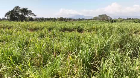 sugarcane production in fiji. green plants in the field, drone close up. industry, food.