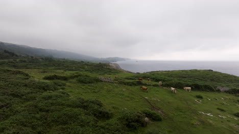 coastal pasture with cows