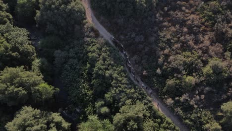Shepherds walking with flock of goats in the forested mountain trail, Drone shot