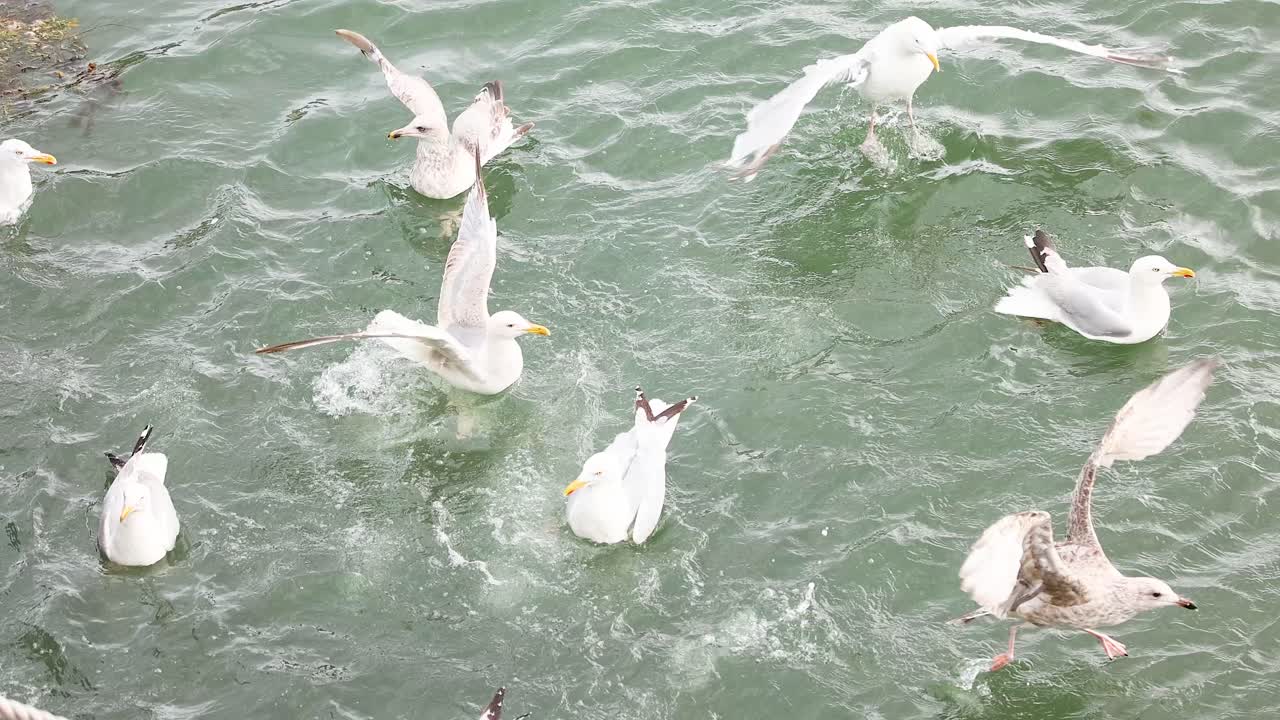 gaviotas que se alimentan agresivamente en la superficie del agua