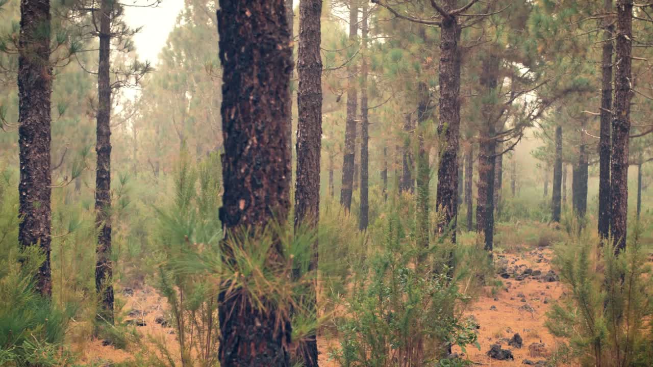сосновый лес с опаленными огнем стволами сосен и полом, усыпанным красной хвоей