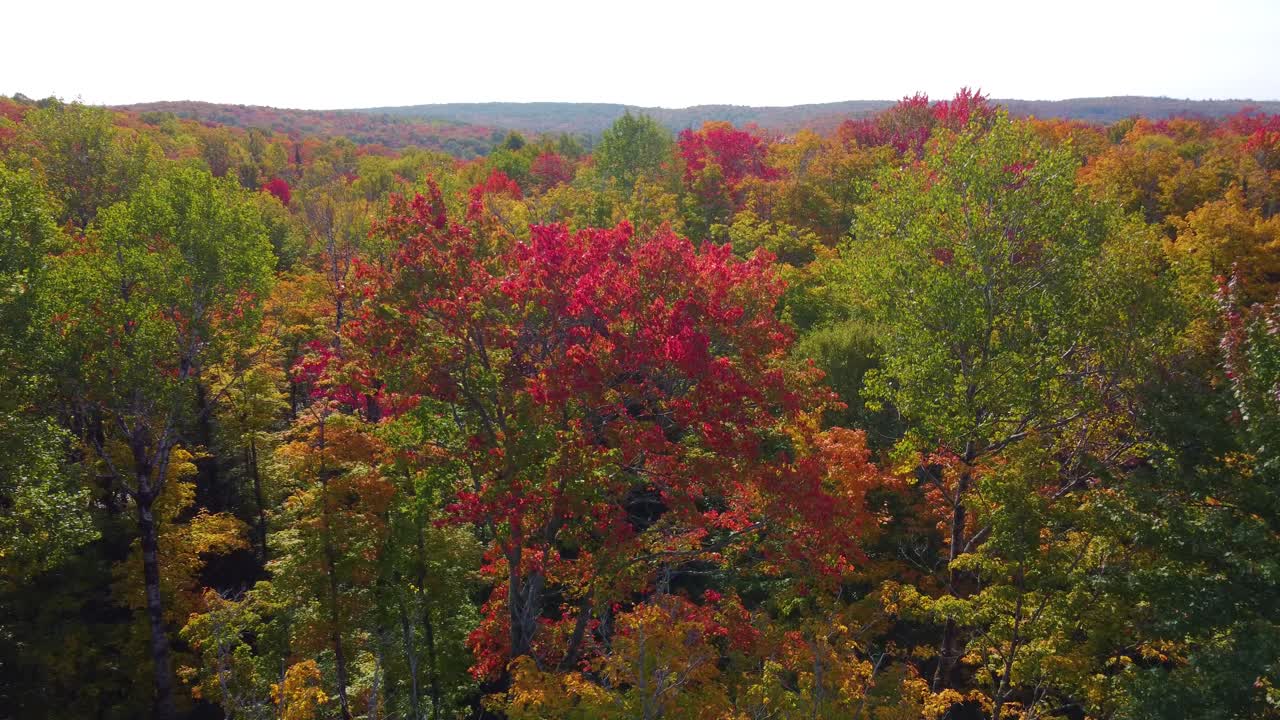 la vista de drones del bosque muestra árboles coloridos en otoño