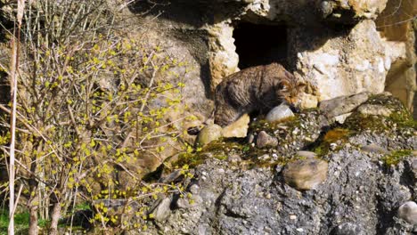 big cat exploring the nature, european wildcat walking on rock in the nature