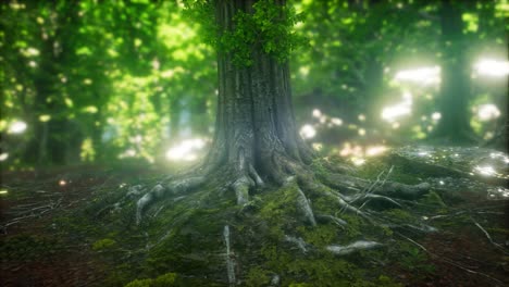 scenic forest of fresh green deciduous trees framed by leaves