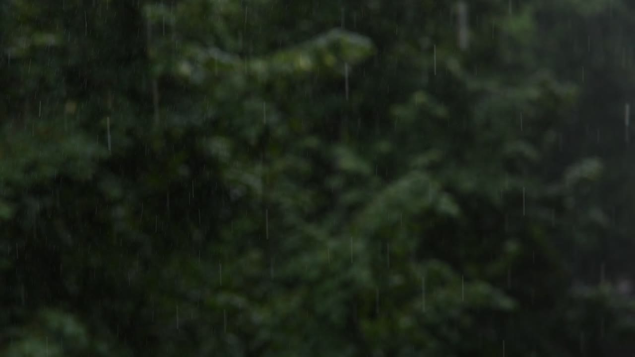 Rain Falling on Trees