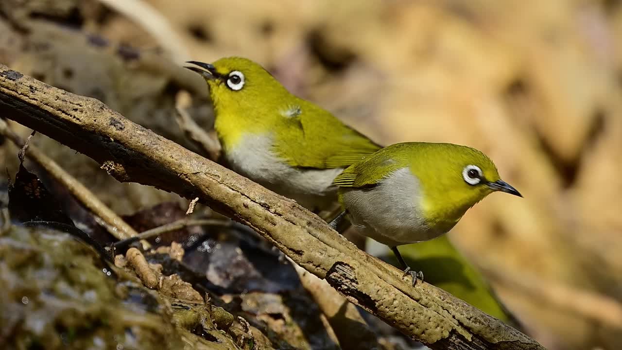 The serene beauty of this "oriental" white-eye is showcased in this high-contrast, atmospheric observation at a hidden jungle stream