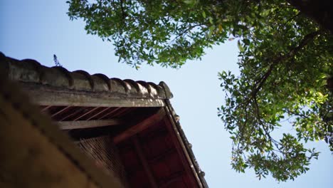 upward view of a tropical house roof with clay tiles and clove tree leaves framing the scene, capturing a warm and natural island atmosphere