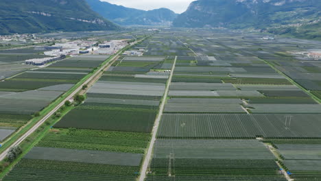aerial footage flying over vast fields of grapes in a valley in the autonomous province of bolzano in italy.