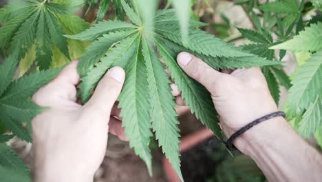 inspecting cannabis plants