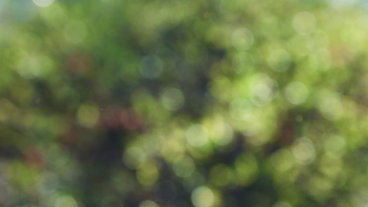 보케와 함께 추상적인 스프링 배경