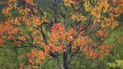 fiery-orange leaves cover the thin dark branches of the birch tree