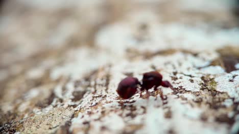 two ants fighting on rough bark, macro shot, close-up, wild nature, intense tiny battle