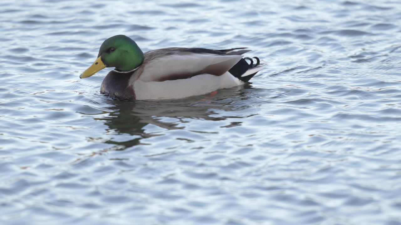 침착하게 상류로 헤엄치는 초록머리 청둥오리의 추적 샷