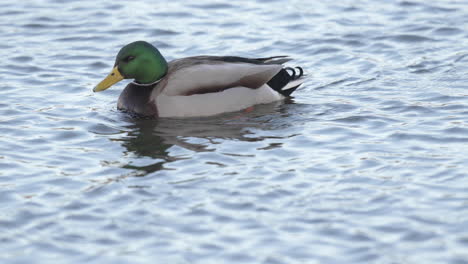 Kamerafahrt-Einer-Grünköpfigen-Stockente,-Die-Ruhig-Flussaufwärts-Schwimmt