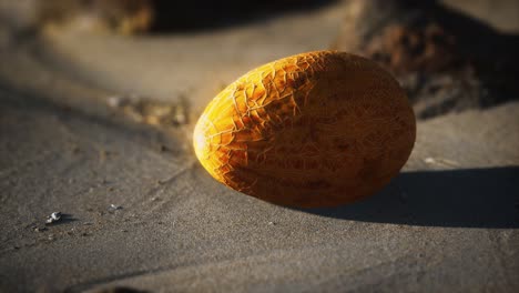 Desert-melon-on-the-sand-beach