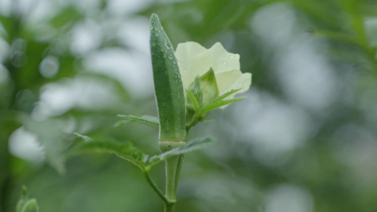 lady finger have been tree