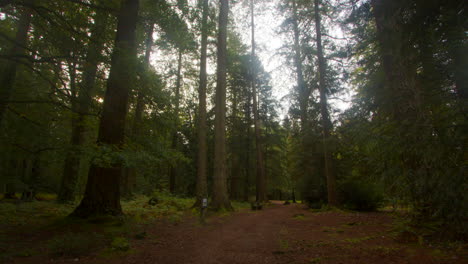 Alejar-La-Foto-De-Secuoyas-Gigantes-Y-Secuoyas-Gigantes-En-El-Arboreto-De-Blackwater