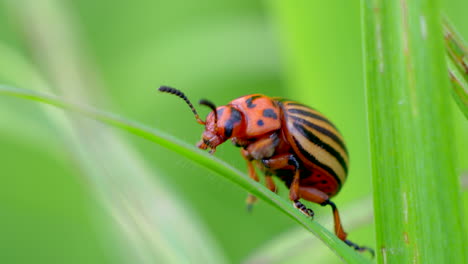 extreme macro of crawling colorado potato beetle on green grass plant in real time