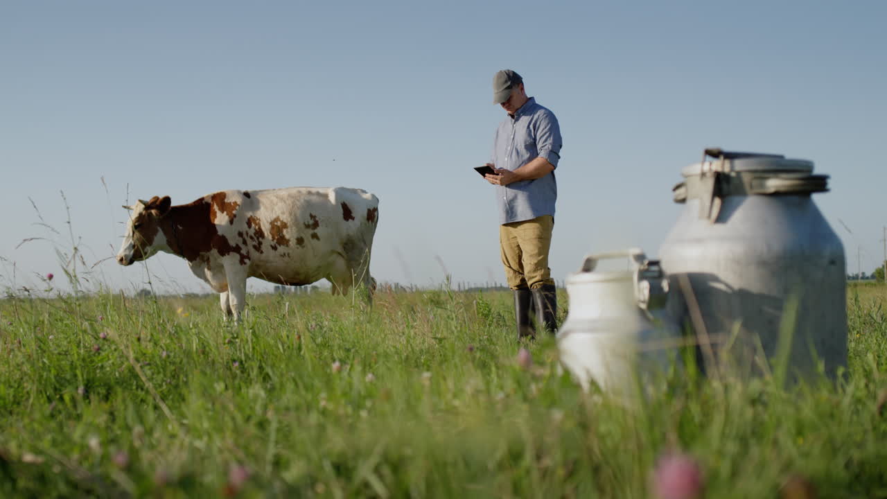 los agricultores usan una tableta en el pasto donde pasta una vaca 2