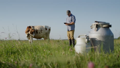 Farmers-uses-a-tablet-in-pasture-where-a-cow-grazes-2