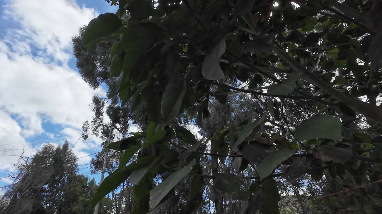 Fogliame verde scuro che ondeggia dolcemente al vento con un cielo azzurro nuvoloso e luminoso sullo sfondo