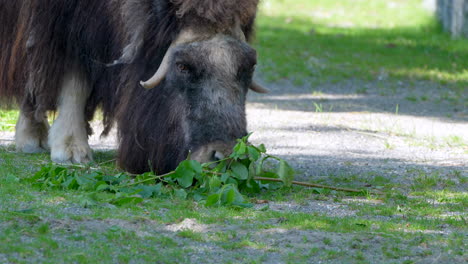 Primer-Plano-De-Buey-Almizclero-Salvaje-Ovibos-Moschatus-Comiendo-Hojas-Verdes-Frescas-Al-Aire-Libre---4k-Prores-Imágenes-De-Animal-A-La-Luz-Del-Sol