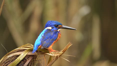 visto desde el lado derecho es un pájaro pescador de orejas azules con espalda azul y plumas de cabeza posado en una flor de fruta de serpiente