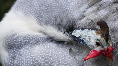 guineafowl preening feathers in close-up view