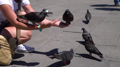 woman tourist feeding pigeons in the square - st. marks square - venice italy