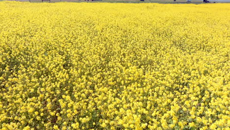 abundant moisture results in amazing yellow wildflowers in the grasslands of california