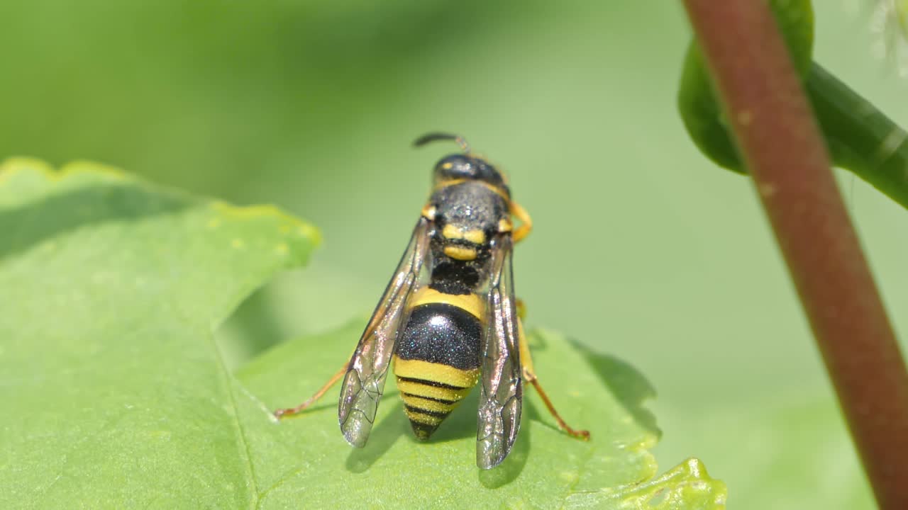 초록색 잎 에 앉아 있는  ⁇ 정벌레
