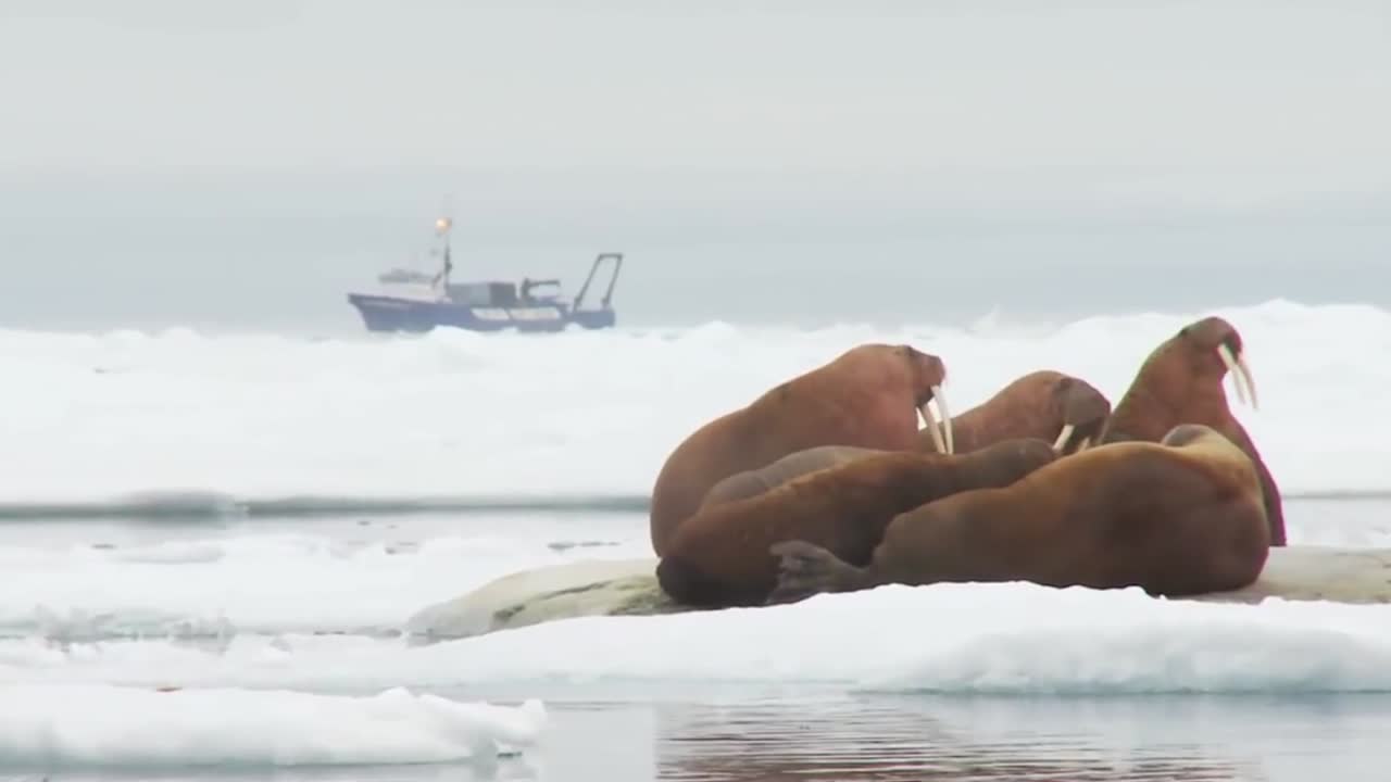 해마는 북극 2의 자연 얼음 서식지에 산다.