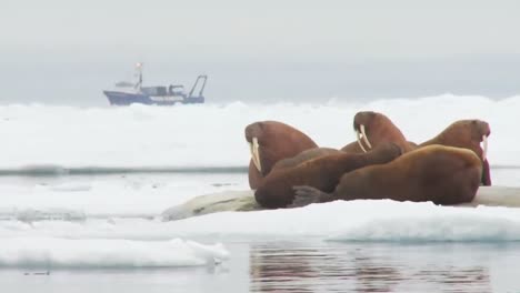 walrus live in a natural ice habitat in the arctic 2