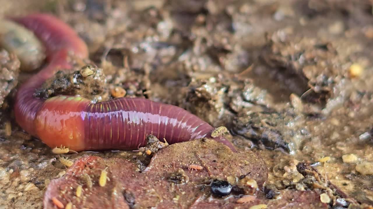 Macro extremo de uma minhoca se movendo sob uma folha em solo úmido, rodeada por pequenos insetos e detritos orgânicos em um ecossistema de solo úmido.
