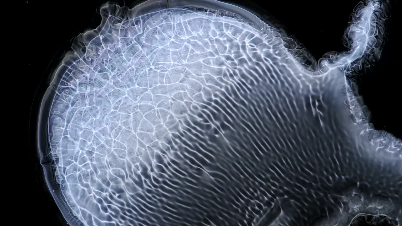 Behold the neuronal network of this fine creature!  Wonder what it wonders  -  For more, search  "AbstractVideoClip" using the quotes